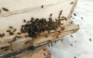 冬天如何對(duì)蜜蜂飼喂糖水，在飼喂器中添加糖漿再放入蜂箱中即可
