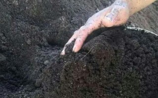 燕子掌病蟲害防治方法，主要病害有炭宜病和葉斑病
