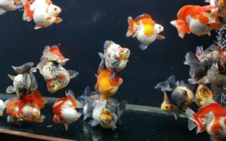 雌雄金魚(yú)如何區(qū)分，雄魚(yú)瘦長(zhǎng)、雌魚(yú)短圓