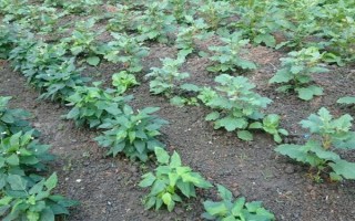 種100畝蓖麻能賺多少，收益為20-50萬不等