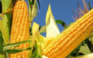 閩甜869玉米品種的特性，密度3000—3200株/畝