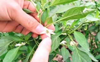 種植辣椒是否要授粉，屬于自花授粉作物、無需人工授粉