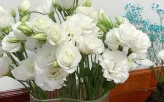 洋桔梗插花如何養(yǎng)殖，每隔一周為其更換一次水