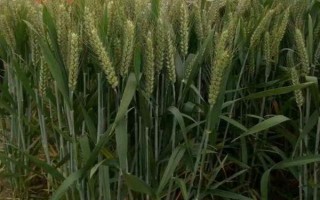 許農7號小麥種子特點，屬半冬性多穗型中晚熟品種