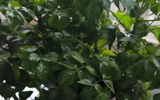 幸福樹生蟲子葉子粘液如何治療，需及時修掉有蟲害的葉子