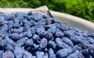 藍靛果可以放幾天，常溫條件下可以保存2-3天