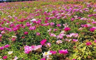 水培芍藥可以養(yǎng)多久，養(yǎng)護的好可以養(yǎng)護一周左右
