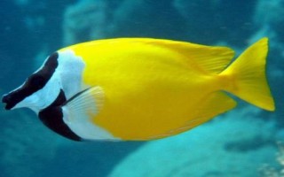 狐貍魚簡(jiǎn)介，比較常見的觀賞魚種