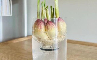 如何盆栽蒜苗，生長(zhǎng)期每隔3-4天澆一次水