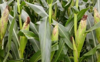 申白甜糯3號玉米品種簡介，鮮食糯玉米品種