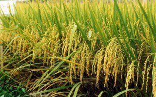 晟豪稻1號(hào)水稻種子特點(diǎn)，生育期155天