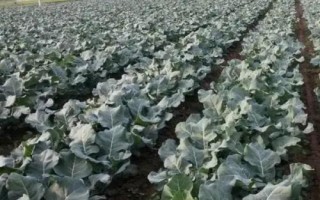 種植一畝蘭花的成本，大約需要5.5萬(wàn)元