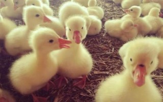 鵝以什么為食，食物包括玉米、小麥、包菜、小魚蝦等種類