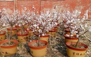 杏花的開花時間，花期在農(nóng)歷的2月份左右