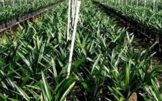 種植一畝蘭花的成本，大約需要5.5萬(wàn)元