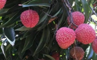 掛紅荔枝簡介，是一種遲熟荔枝品種