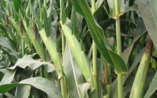 綿單905玉米種簡(jiǎn)介，春播平均生育期110.5天