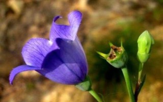 桔?；芩喽嚅L時間，取決于當(dāng)前季節(jié)的溫度