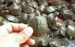 臺灣甲魚苗能長多大，一年可長至100-200g