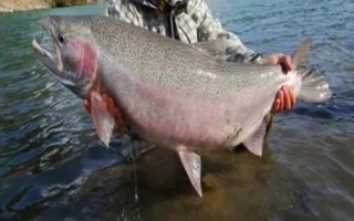 三文魚的產(chǎn)地，主產(chǎn)于俄羅斯、美國(guó)、加拿大、日本、挪威