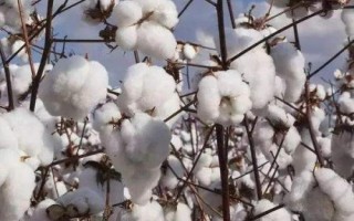 岡棉10號(hào)棉花種簡(jiǎn)介，4月上中旬播種