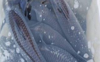 青魚是淡水魚還是海水魚，屬于淡水魚