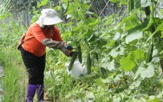 秋冬絲瓜定植后的管理方法，噴施新高脂膜可縮短緩苗期