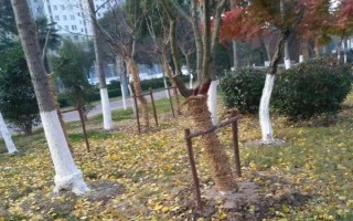 樹木刷石灰水有什么作用，可預防凍害、蟲害等