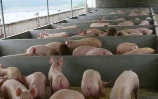養(yǎng)豬有哪些注意事項，豬舍的溫度應(yīng)保持在10℃以上