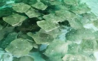 多寶魚的養(yǎng)殖要點(diǎn)，需將養(yǎng)殖用水的鹽度控制在15-35%