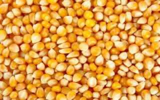 春玉米高產(chǎn)種植方法，選擇活力高的種子可確保正常出苗