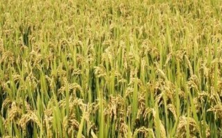 吉洋132水稻種子簡介，4月中旬播種