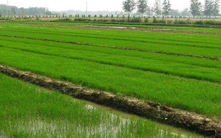 揚秈優(yōu)819水稻種子特征特性，全生育期122.7天