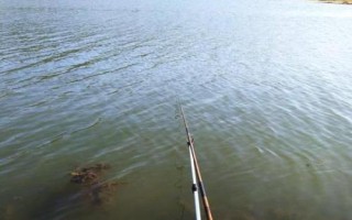 釣馬口魚的方法，屬小型淡水魚類