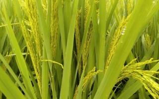 文旱糯稻1號（試驗名稱：文旱糯稻1號）水稻品種簡介，高抗紋枯病