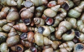 中秋節(jié)除了吃月餅還能吃什么，可以吃菱角、芋頭、田螺等