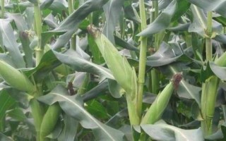 DK4136玉米種簡(jiǎn)介，密度4500株/畝左右