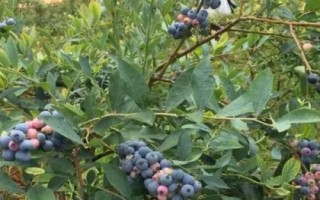 藍(lán)莓的種植氣候條件，一天需要6-16小時(shí)左右的光照