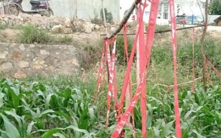 菜園瓜地怎么驅(qū)鳥，可以掛布條、扎稻草人等