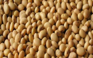 九農403大豆種子簡介，出苗至成熟平均124天