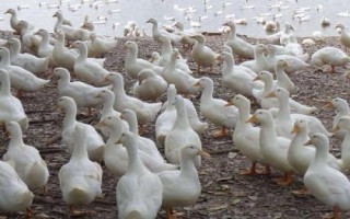 怎么防治鴨子互相啄毛，可以改善飼養(yǎng)環(huán)境或飼料等