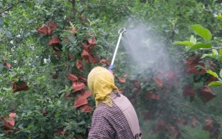 蘋果樹生理落果如何防治，可進行疏花疏果、樹下追肥等