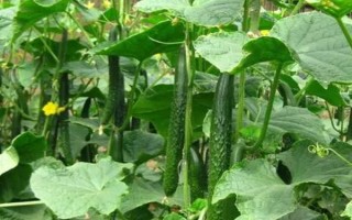 黃瓜的種植條件要求，喜歡生長在溫暖的環(huán)境
