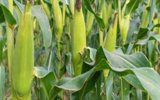 云合9號玉米種子特點(diǎn)，每畝用15公斤尿素