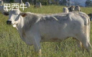 10種最貴的牛，包括日本和牛、安格斯牛、夏洛萊牛等品種