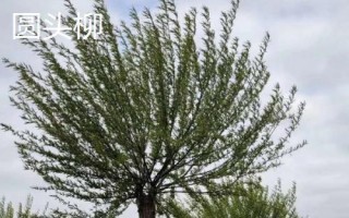 柳樹有哪些品種，包括旱柳、垂柳、白柳、爆竹柳等種類