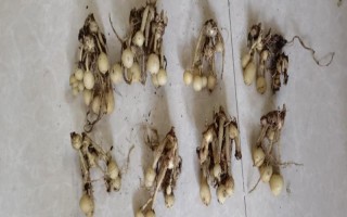 如何讓姜荷花的種球發(fā)芽，埋入土壤中要澆透水