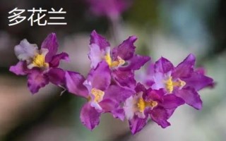 蘭花的品種，各自的習(xí)性有所差異