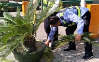 鐵樹零下6度會不會凍死，在零下6度的環(huán)境中會凍死