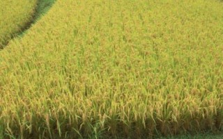 通華205水稻種子簡(jiǎn)介，4月上中旬播種